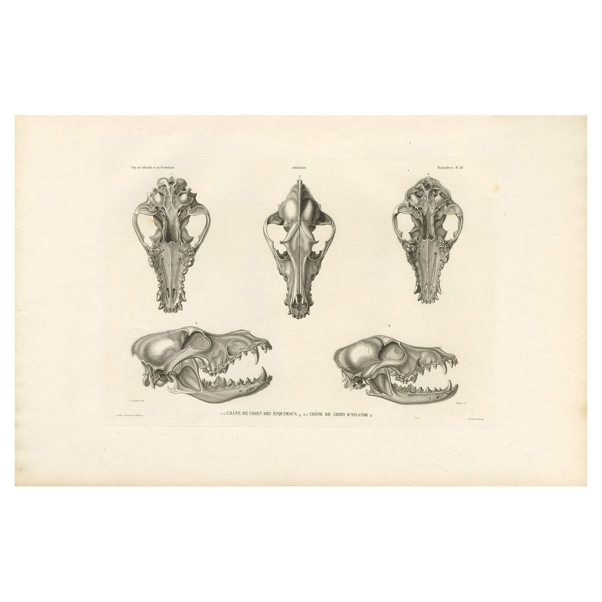 Rare Engraved Prints of Skulls of an Eskimo Dog and The Icelandic SheepDog, 1842