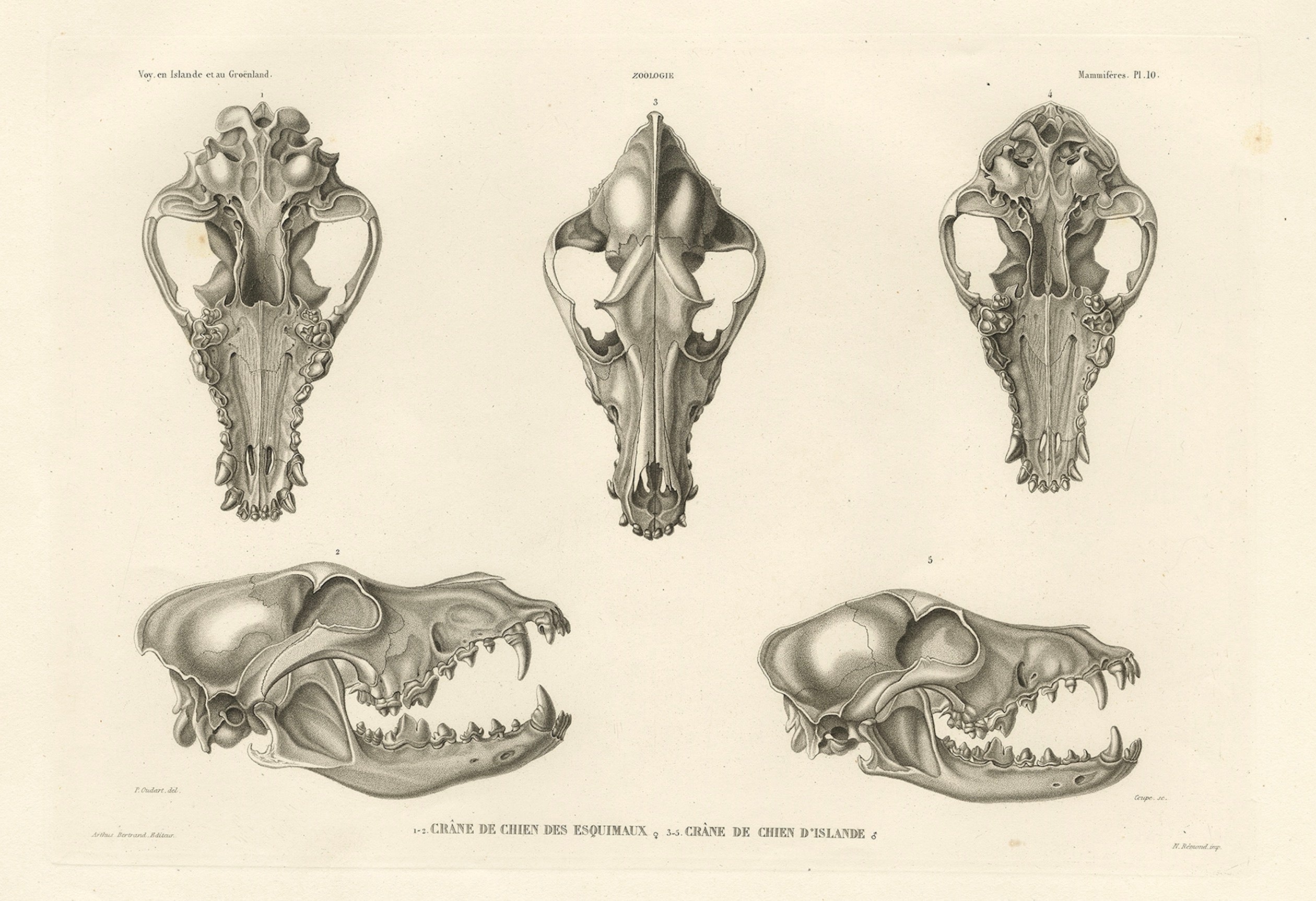 Raros grabados de cráneos de perro esquimal y de perro pastor islandés, 1842