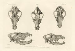 Antique Rare Engraved Prints of Skulls of an Eskimo Dog and The Icelandic SheepDog, 1842