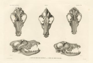 Rare Engraved Prints of Skulls of an Eskimo Dog and The Icelandic SheepDog, 1842, view 4