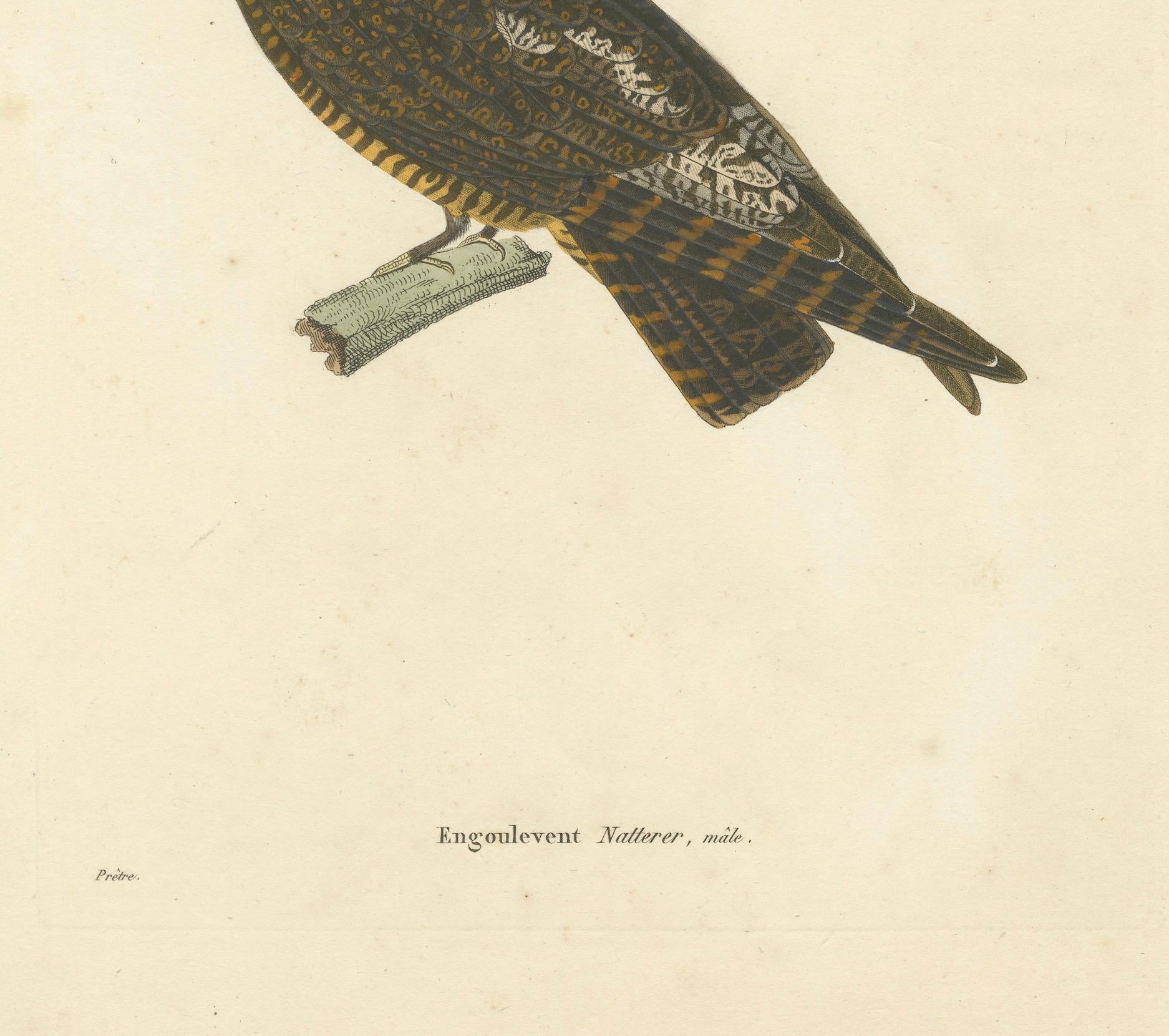 Title: Rare 19th-Century Hand-Colored Engraving of a Natterer’s Nightjar – Ornithological Illustration  

Description:  This stunning hand-colored engraving, titled 'Engoulevent Natterer, mâle', is a superb example of early 19th-century