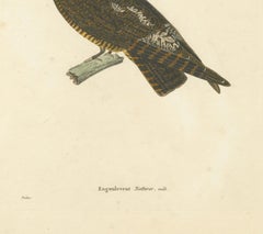 Rare Engraving of a Natterer’s Nightjar – Ornithological Illustration, ca.1808