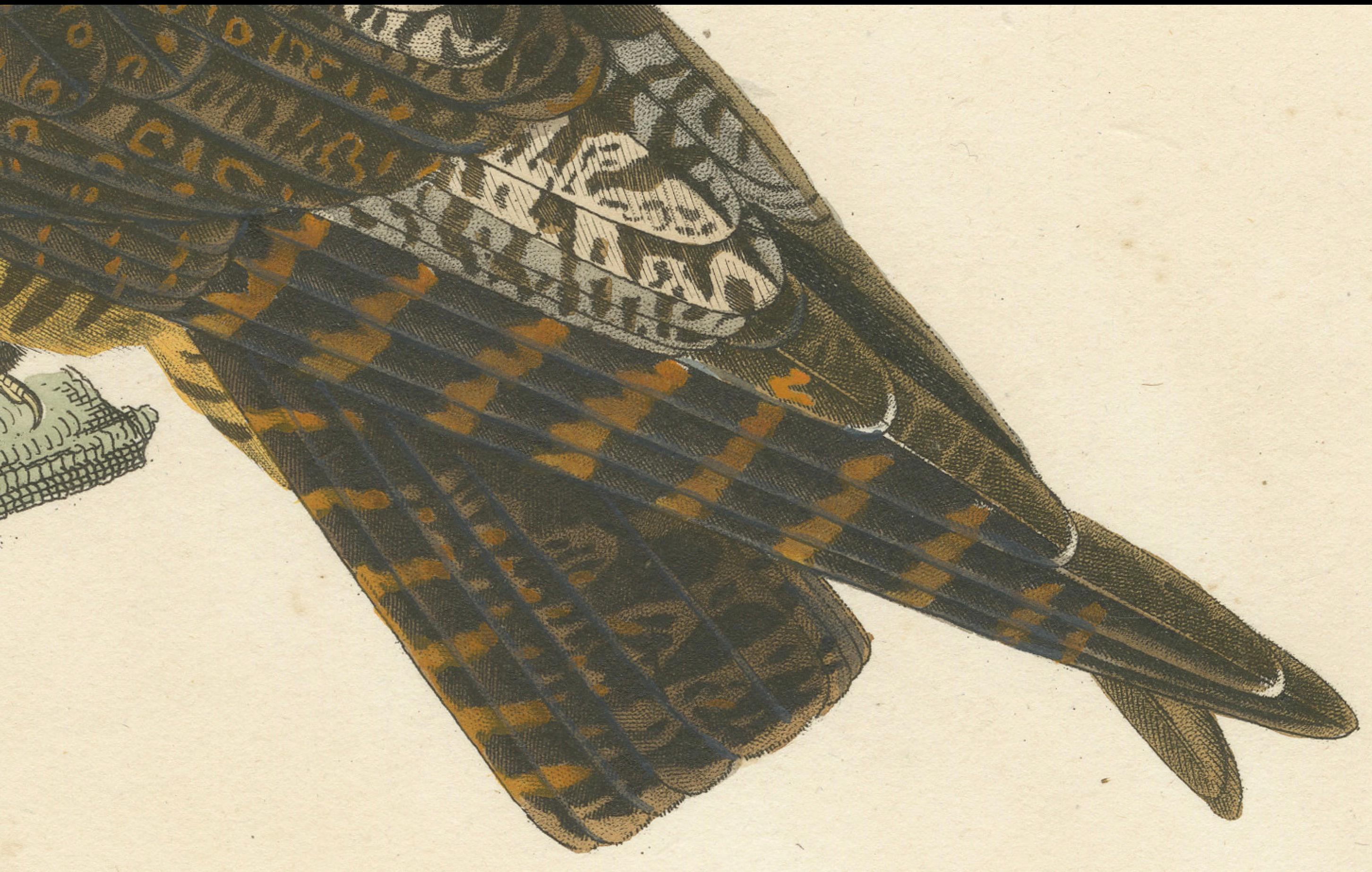 Engraved Rare Engraving of a Natterer’s Nightjar – Ornithological Illustration, ca.1808 For Sale