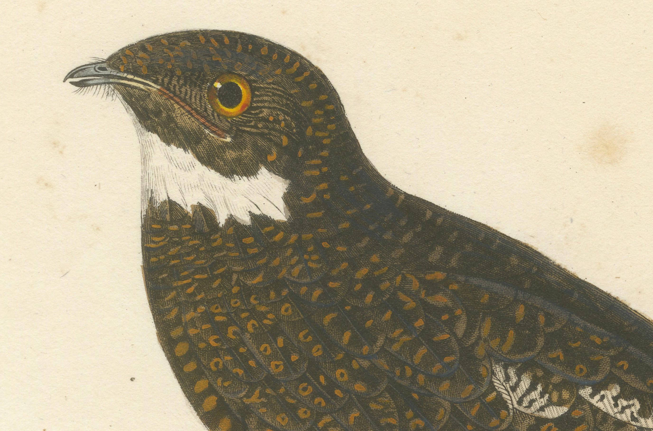 Rare Engraving of a Natterer’s Nightjar – Ornithological Illustration, ca.1808 In Good Condition For Sale In Langweer, NL