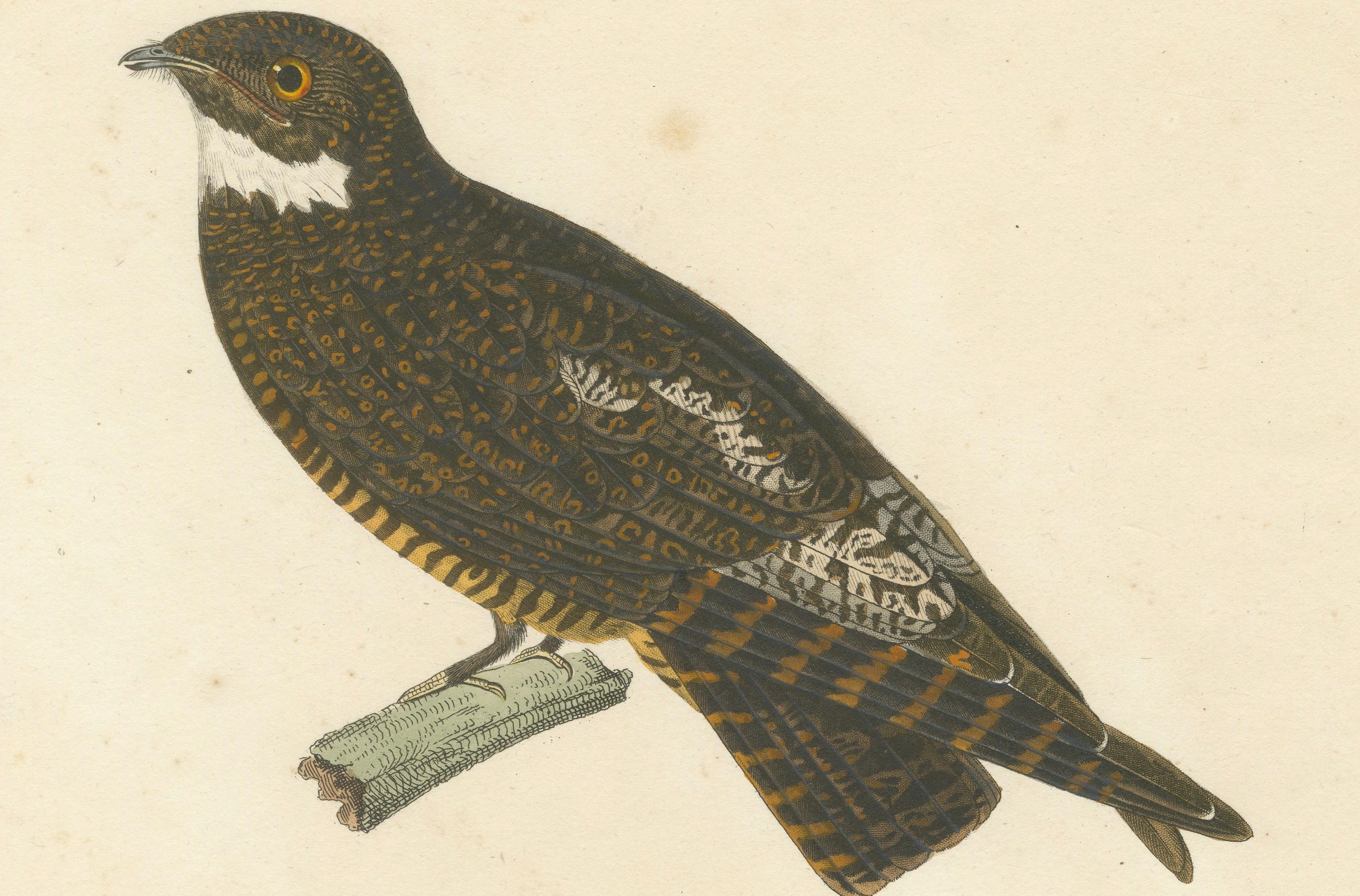 Early 19th Century Rare Engraving of a Natterer’s Nightjar – Ornithological Illustration, ca.1808 For Sale