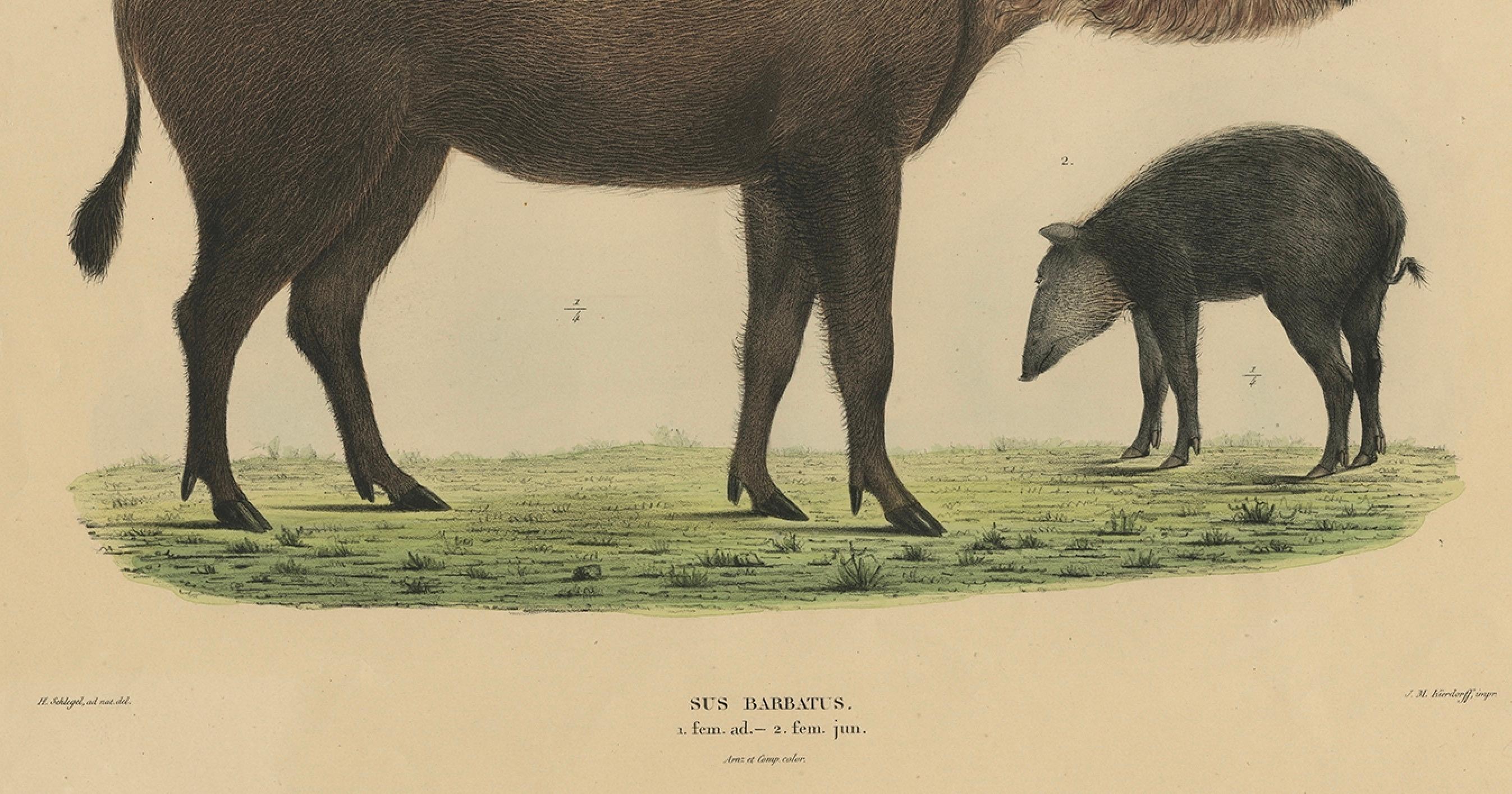Antiker naturhistorischer Druck des Borneo-Bartschweins, 1839

Diese schöne handkolorierte Lithografie zeigt das 