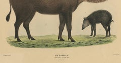 Rare Exotic Animal Print – Bornean Bearded Pig, Hand-Coloured, 1839