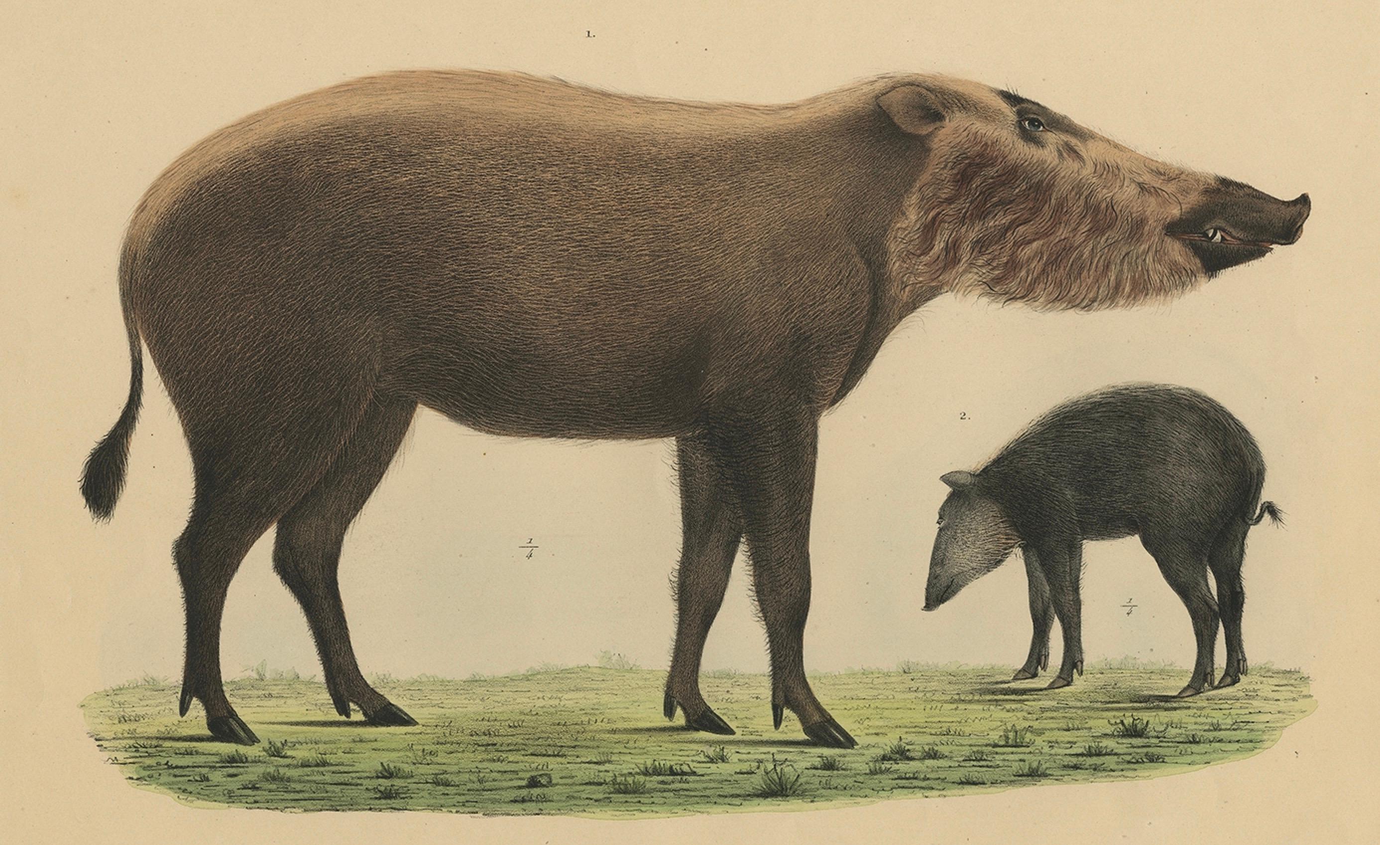 Seltener exotischer Tierdruck - Borneo-Bartschwein, handkoloriert, 1839 (Europäisch) im Angebot