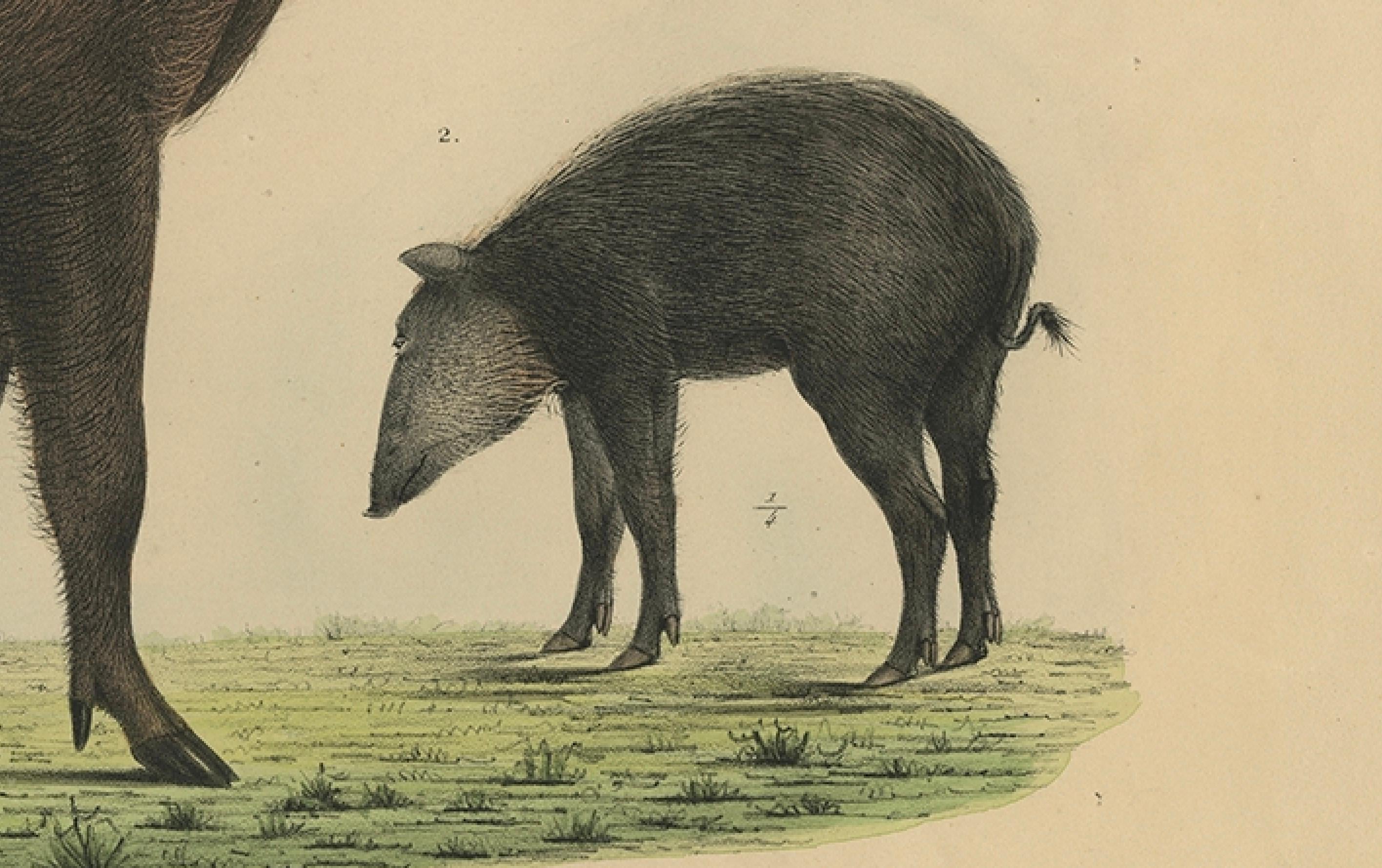 Seltener exotischer Tierdruck - Borneo-Bartschwein, handkoloriert, 1839 im Zustand „Gut“ im Angebot in Langweer, NL