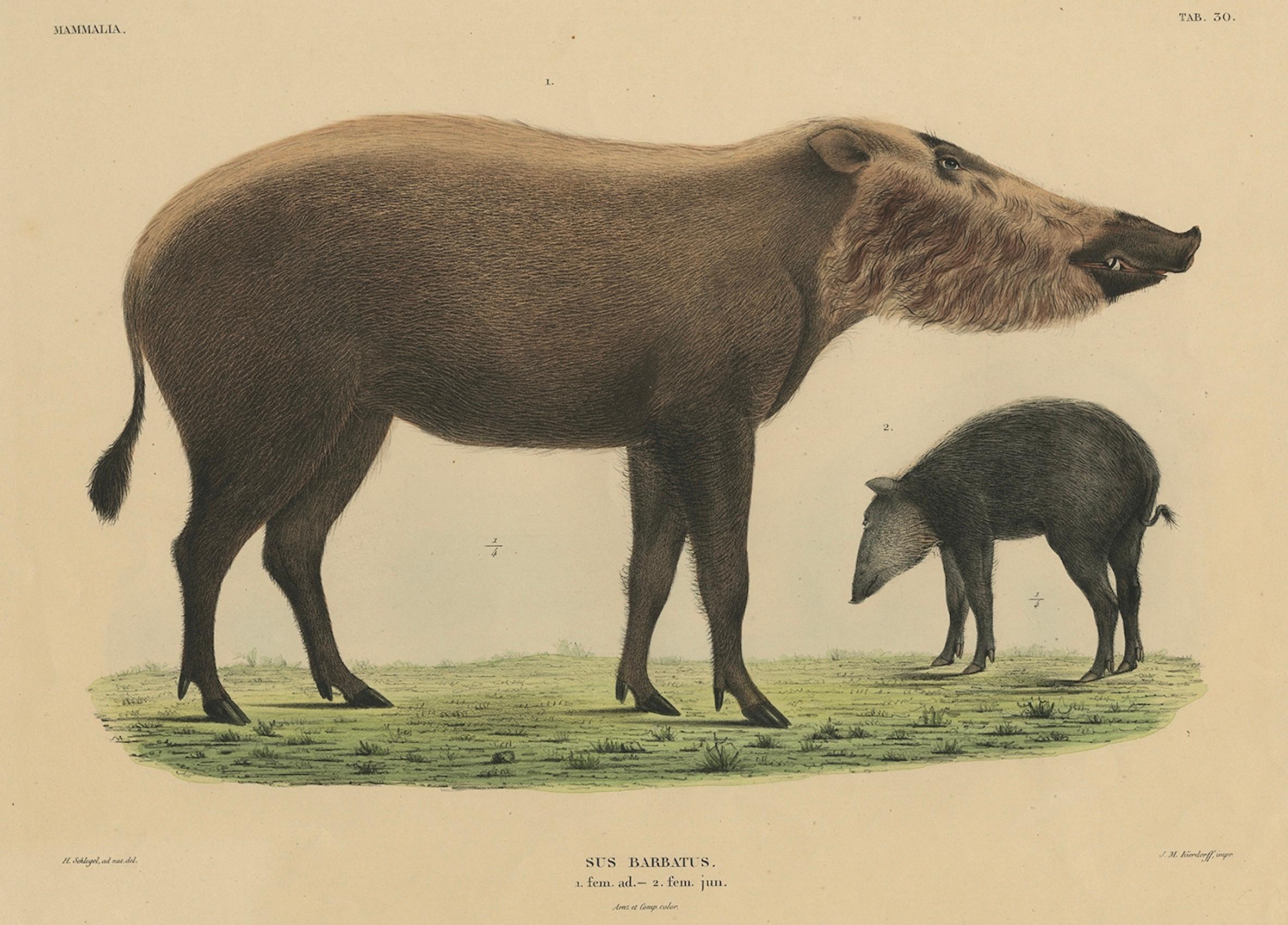 Seltener exotischer Tierdruck - Borneo-Bartschwein, handkoloriert, 1839 (19. Jahrhundert) im Angebot