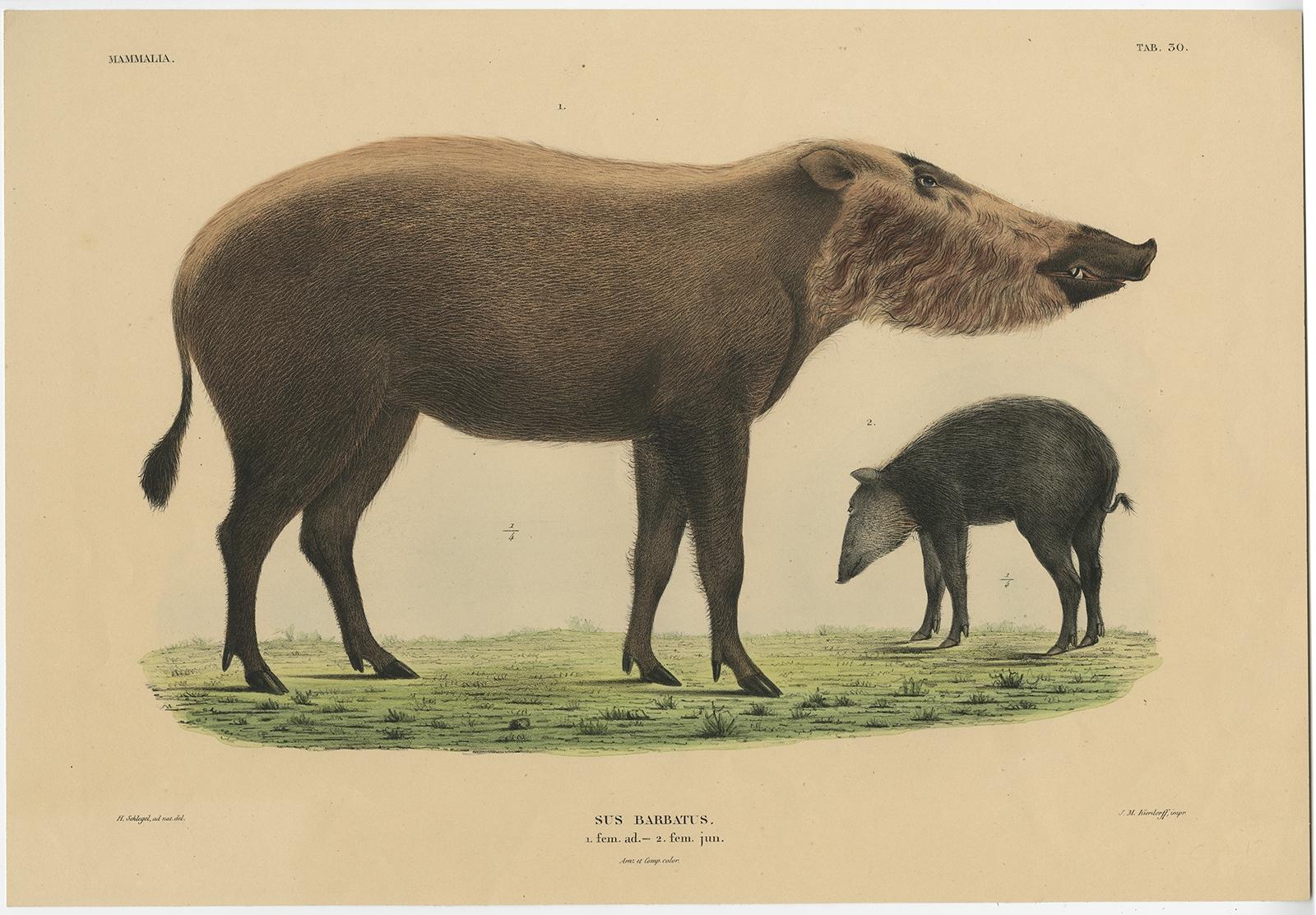 Seltener exotischer Tierdruck - Borneo-Bartschwein, handkoloriert, 1839 (Papier) im Angebot