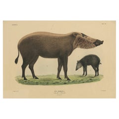 Rare estampe d'animal exotique - Cochon barbu de Bornéo, coloriée à la main, 1839