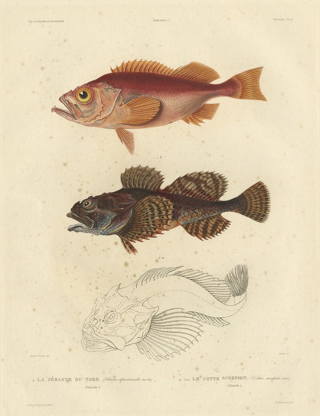redfish antigua