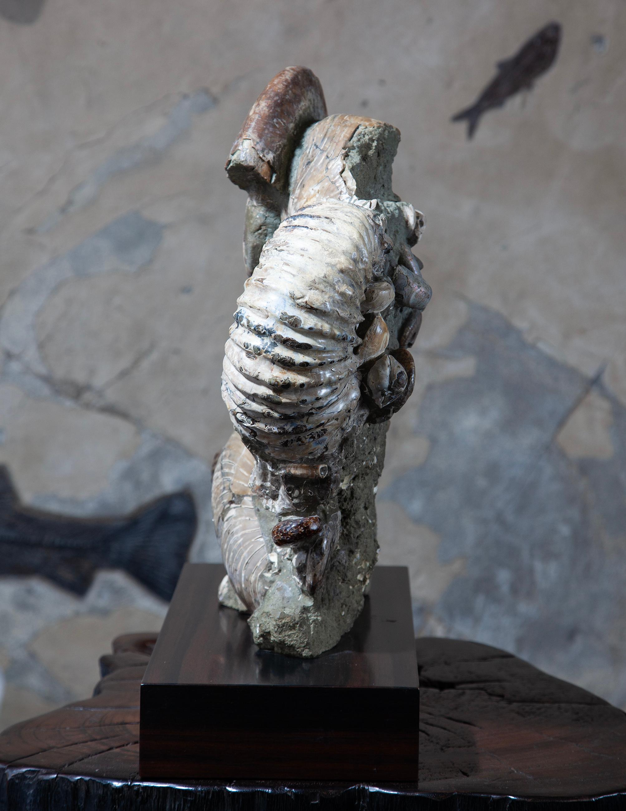 Ammonites

High-quality ammonite fossils are prized by collectors and paleontologists alike for their intricate beauty and significant scientific value. Ammonites, cephalopods closely related to modern squids and octopuses, flourished during the