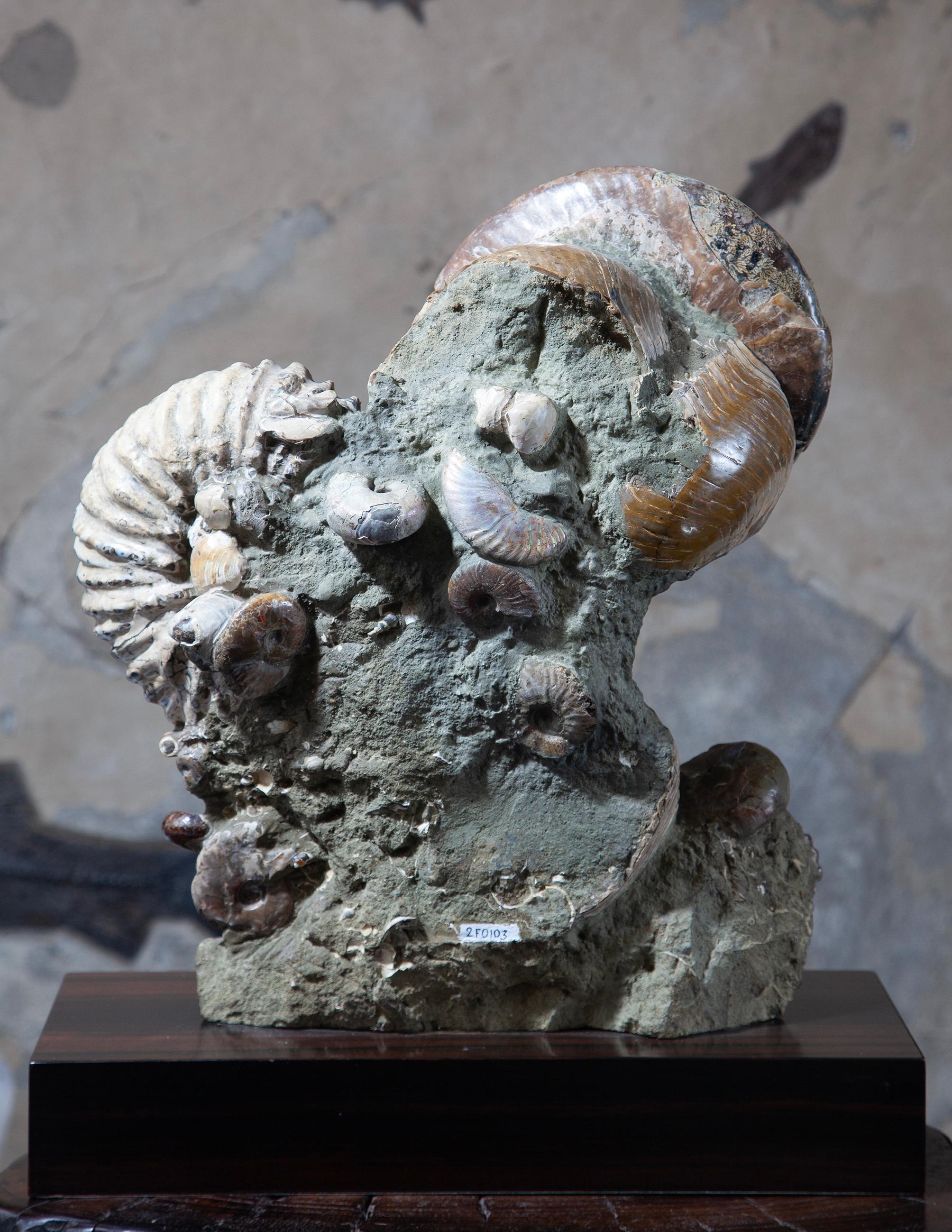 Malgascio Rare Fossil Ammonite Cluster from Madagascar in vendita