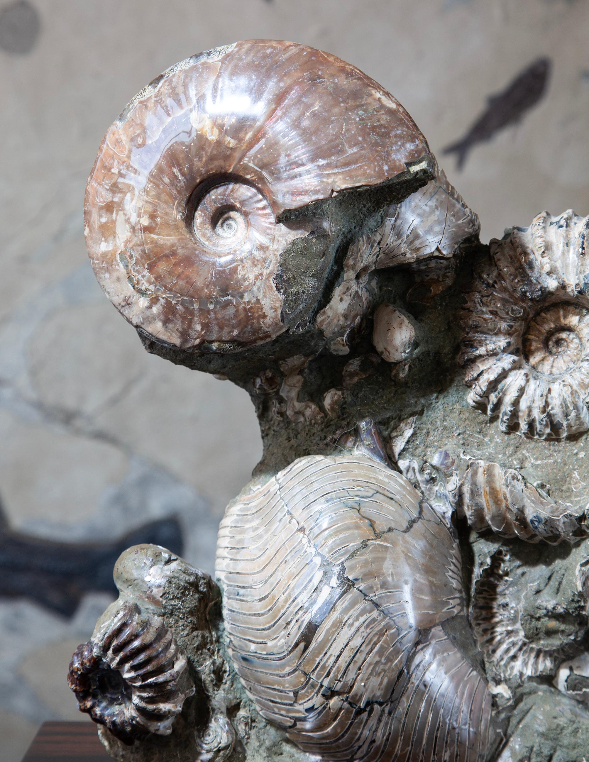 Rare Fossil Ammonite Cluster from Madagascar In condizioni ottime in vendita a London, GB