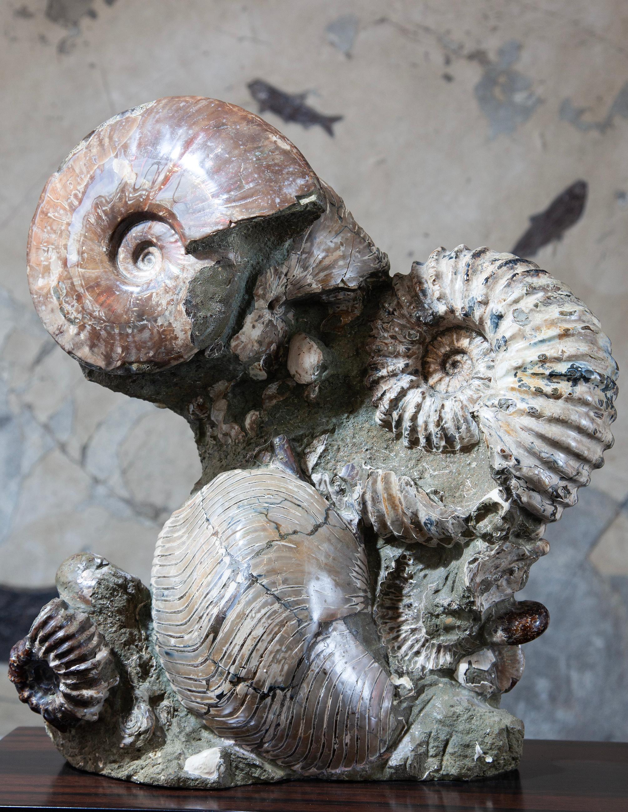 Fino al XVIII secolo Rare Fossil Ammonite Cluster from Madagascar in vendita