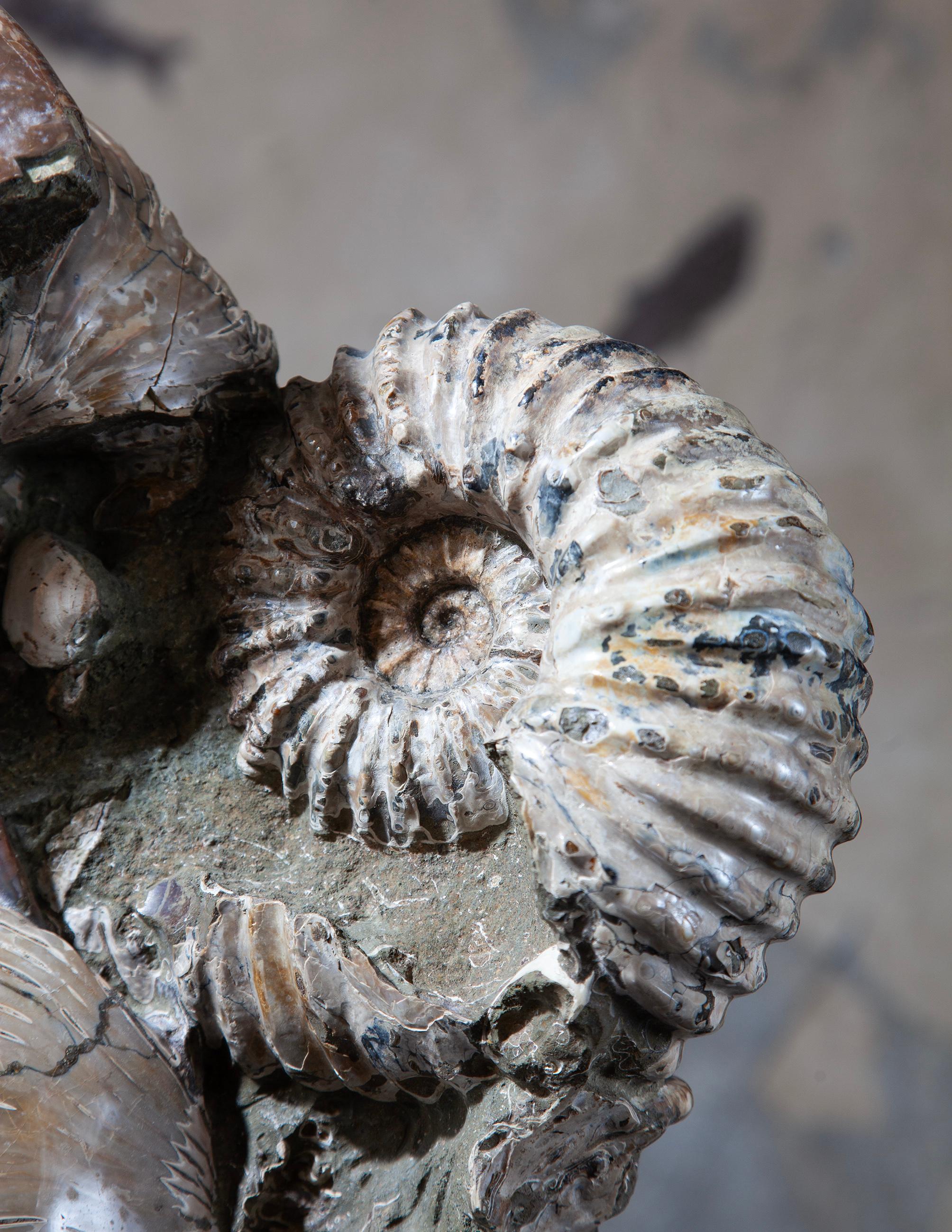 Pietra Rare Fossil Ammonite Cluster from Madagascar in vendita