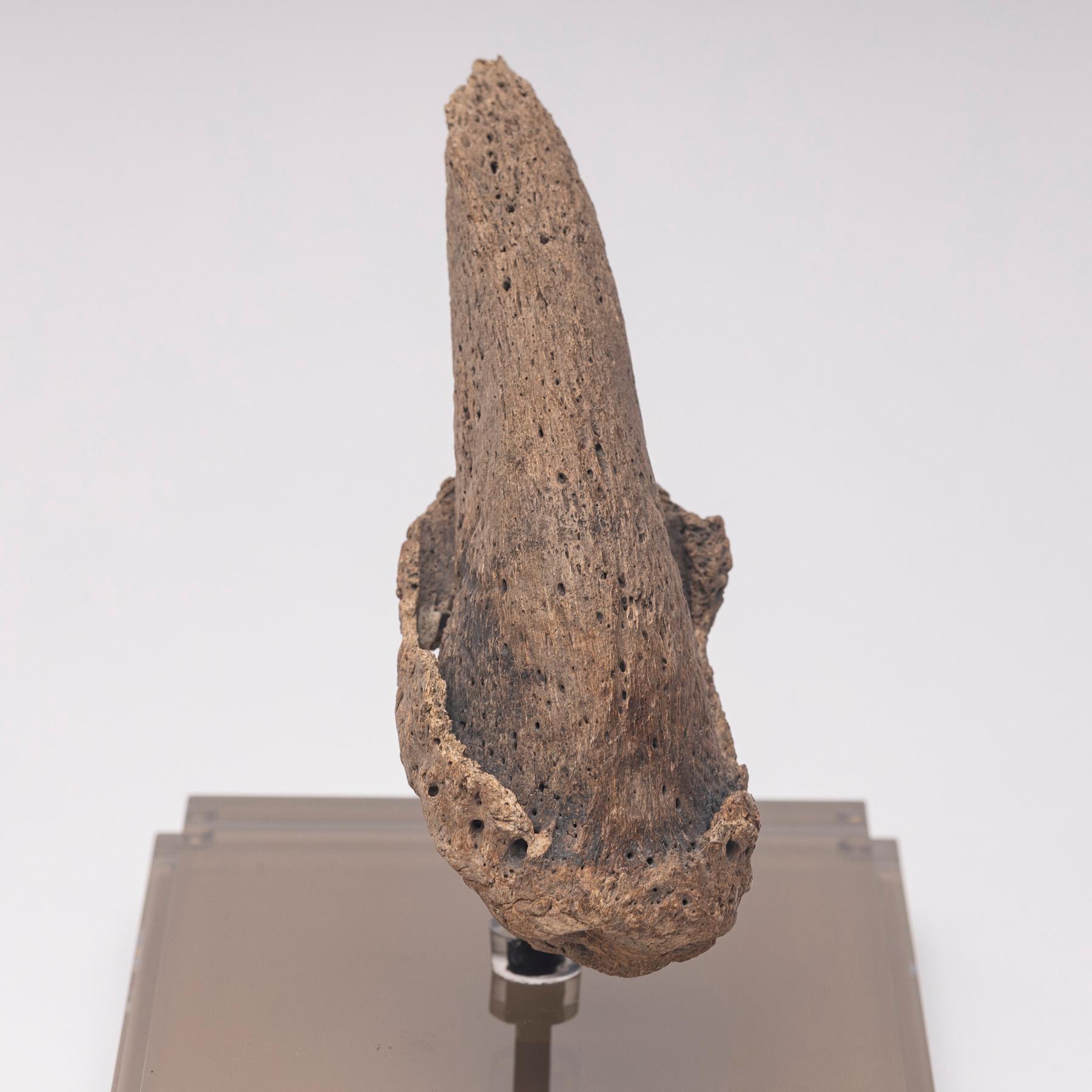 Seltene Fossil-Schalklaue aus Florida, Pliocene-Periode auf maßgefertigtem Acrylgehäuse im Angebot 4