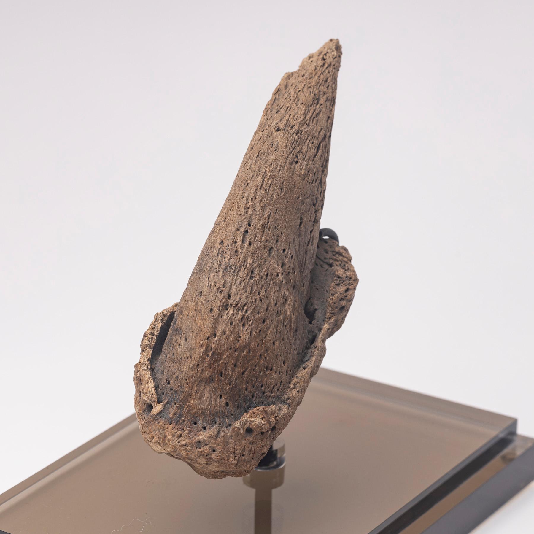 Seltene Fossil-Schalklaue aus Florida, Pliocene-Periode auf maßgefertigtem Acrylgehäuse im Angebot 5