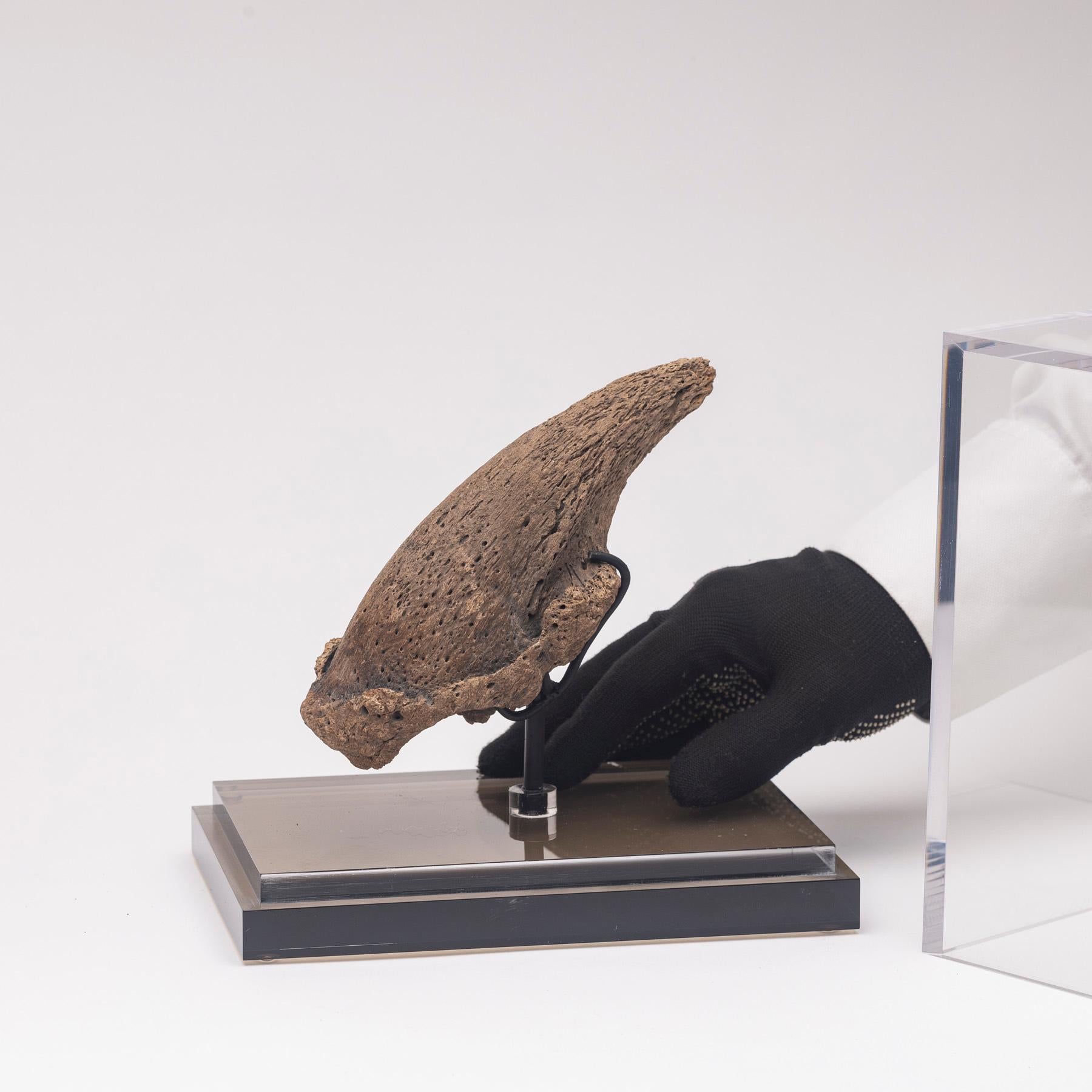 Rare Fossil Sloth Claw from Florida, Pliocene Period on Custom Acrylic case For Sale 5