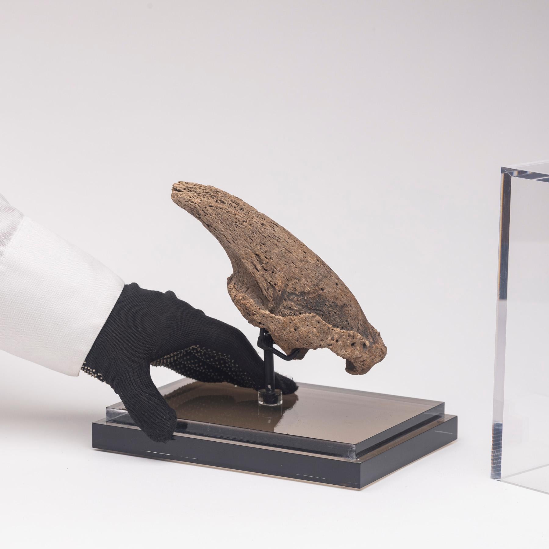 Seltene Fossil-Schalklaue aus Florida, Pliocene-Periode auf maßgefertigtem Acrylgehäuse im Angebot 10