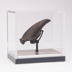 Seltene Fossil-Schalklaue aus Florida, Pliocene-Periode auf maßgefertigtem Acrylgehäuse