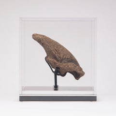 Rara Garra de Perezoso Fósil de Florida, Periodo Plioceno en caja acrílica personalizada