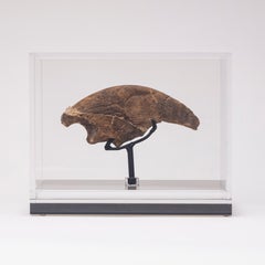 Seltene Fossil-Schalklaue aus Florida, Pliocene-Periode auf maßgefertigtem Acrylgehäuse
