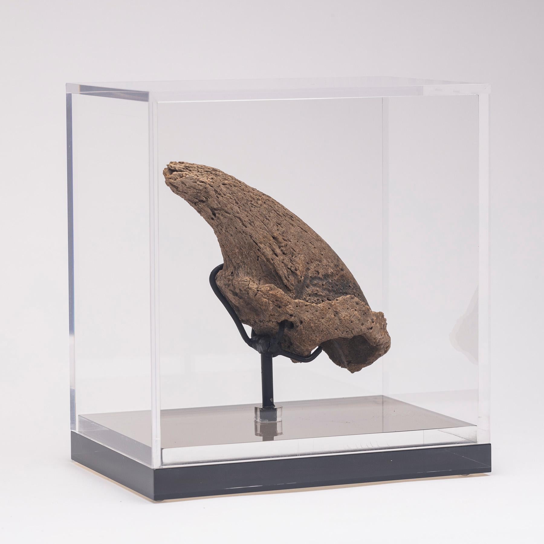 Seltene Fossil-Schalklaue aus Florida, Pliocene-Periode auf maßgefertigtem Acrylgehäuse (Organische Moderne) im Angebot