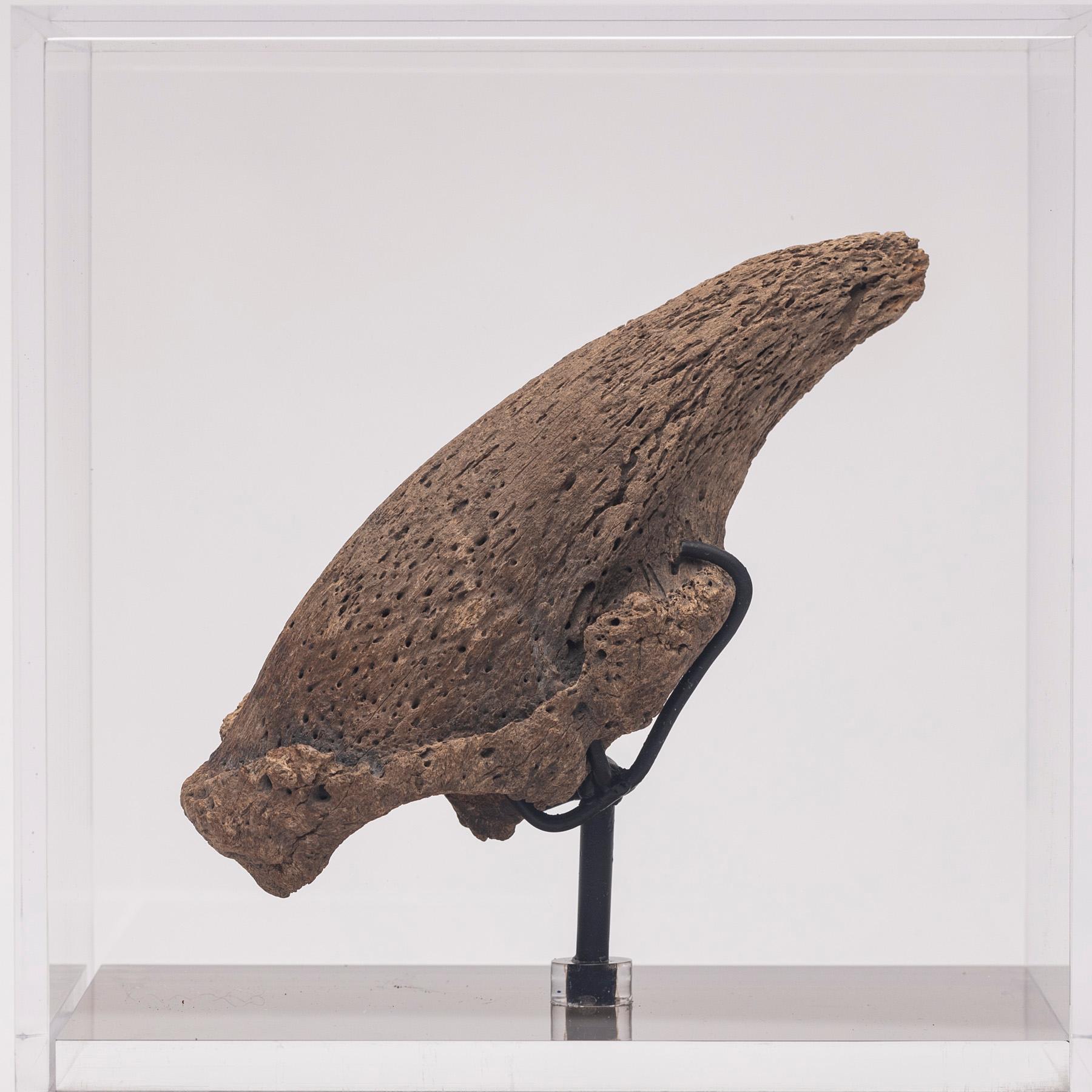 Seltene Fossil-Schalklaue aus Florida, Pliocene-Periode auf maßgefertigtem Acrylgehäuse (Mexikanisch) im Angebot