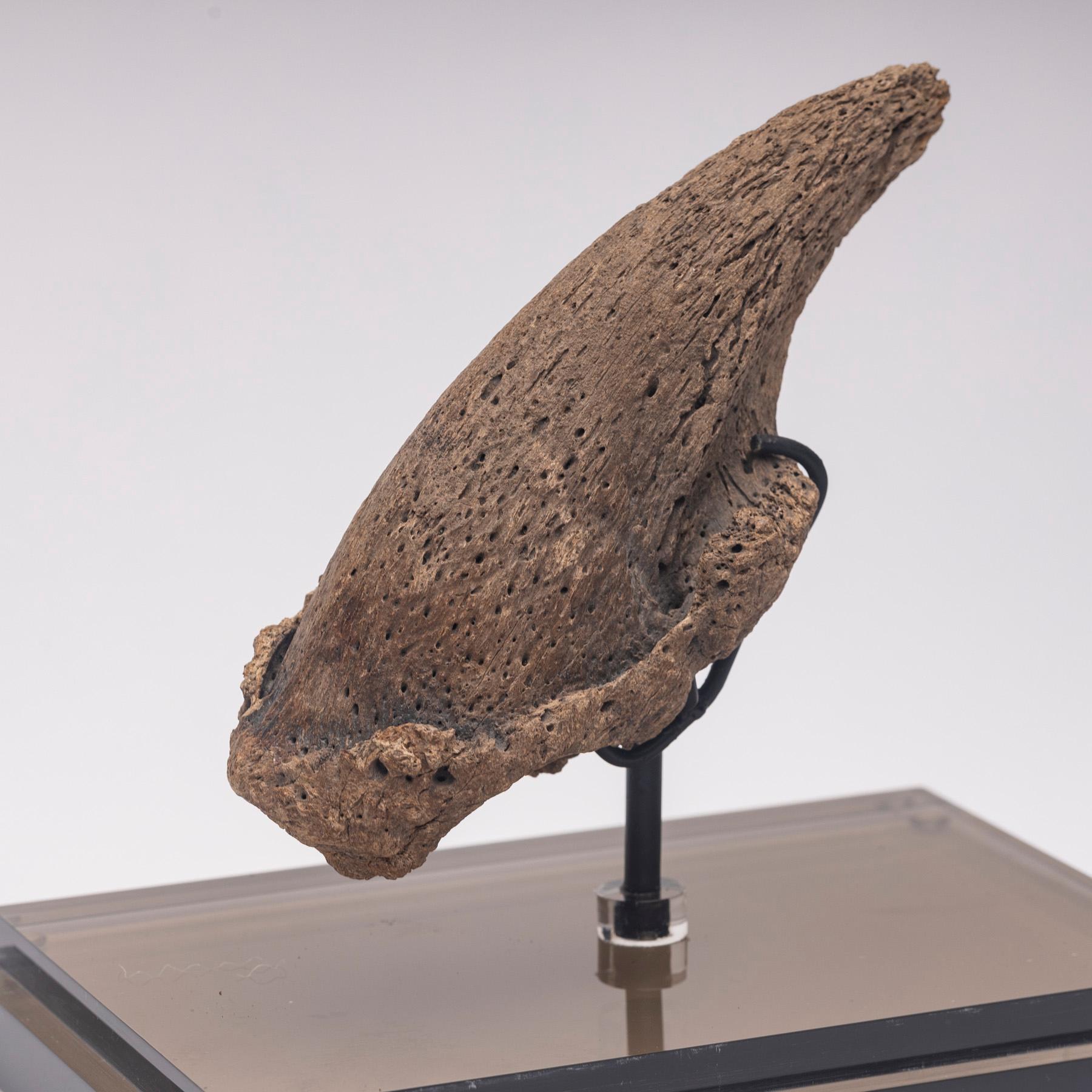 Seltene Fossil-Schalklaue aus Florida, Pliocene-Periode auf maßgefertigtem Acrylgehäuse im Zustand „Neu“ im Angebot in Polanco, CDMX