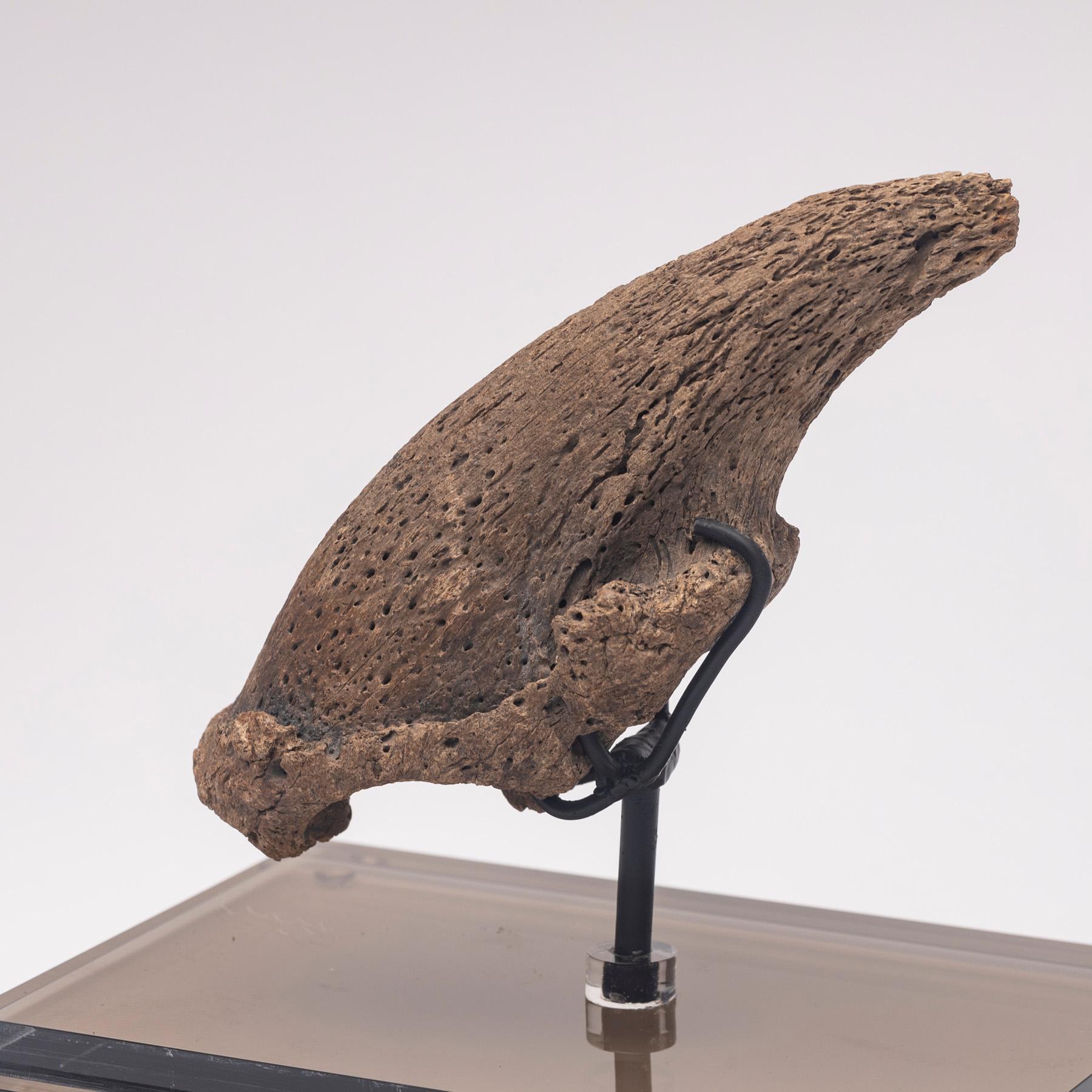 Seltene Fossil-Schalklaue aus Florida, Pliocene-Periode auf maßgefertigtem Acrylgehäuse (21. Jahrhundert und zeitgenössisch) im Angebot