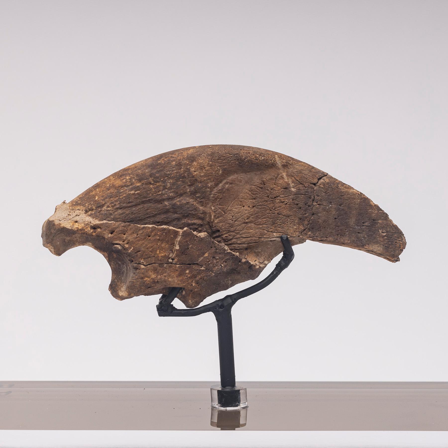 Organic Modern Rare Fossil Sloth Claw from Florida, Pliocene Period on Custom Acrylic case For Sale