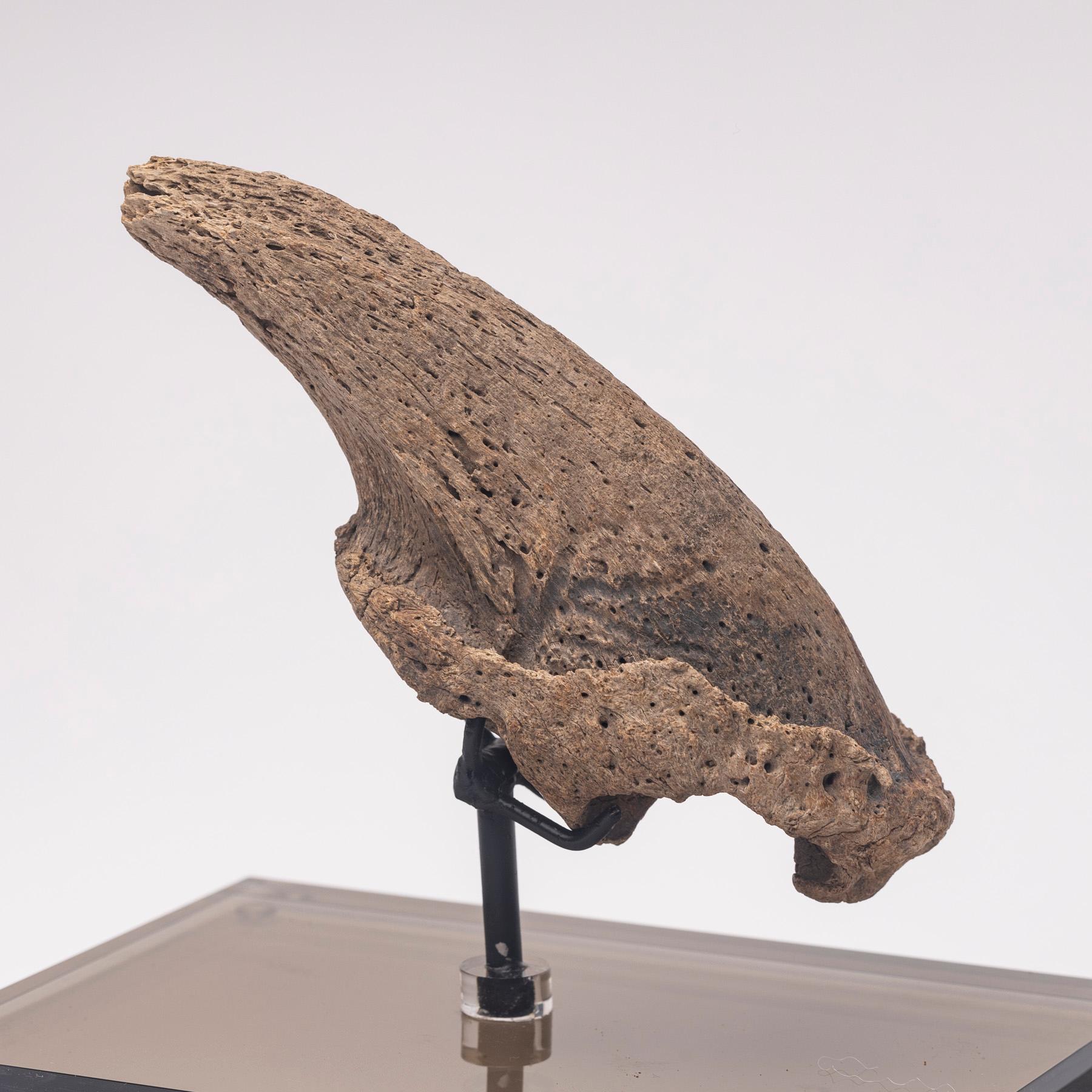 Seltene Fossil-Schalklaue aus Florida, Pliocene-Periode auf maßgefertigtem Acrylgehäuse im Angebot 2