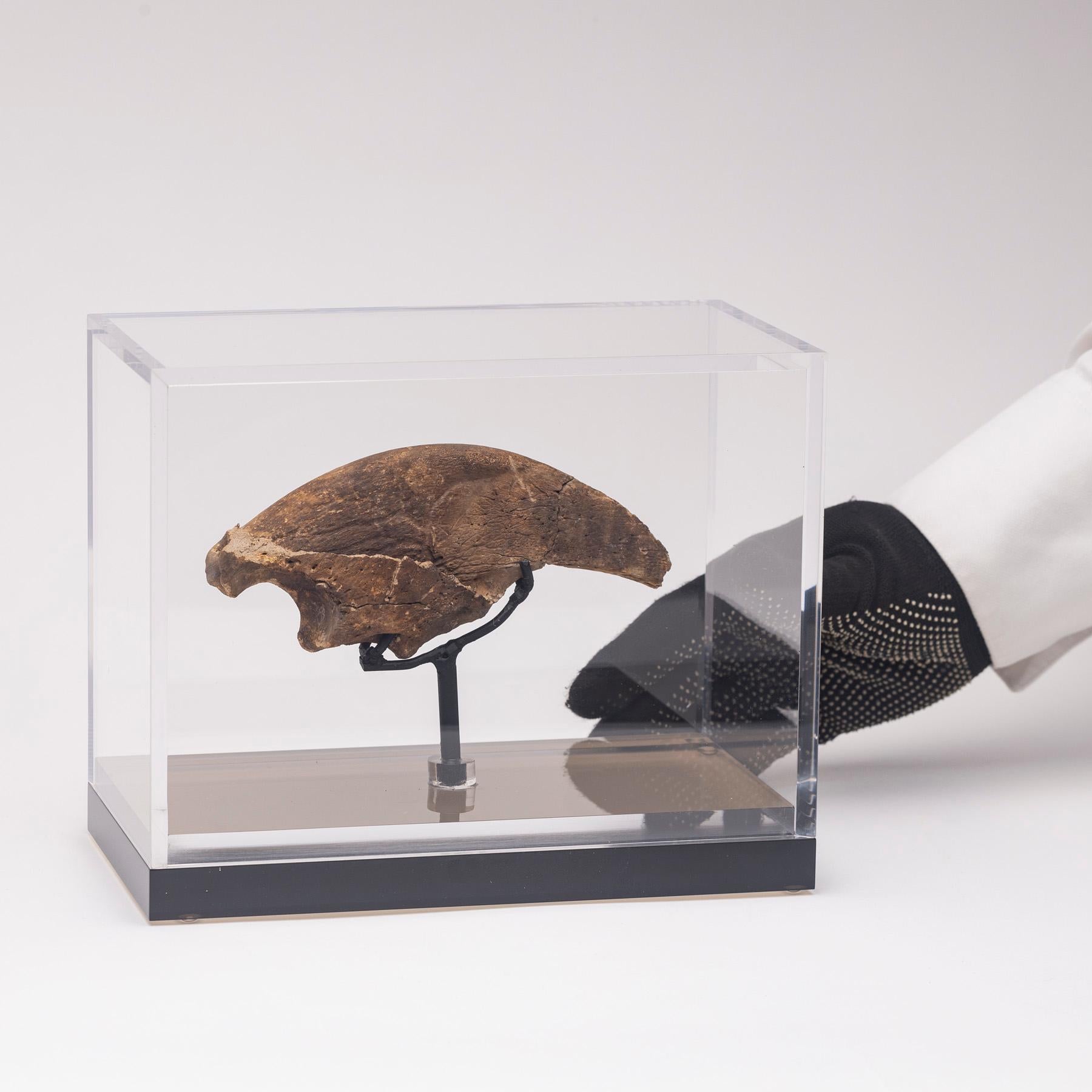 Seltene Fossil-Schalklaue aus Florida, Pliocene-Periode auf maßgefertigtem Acrylgehäuse im Angebot 2