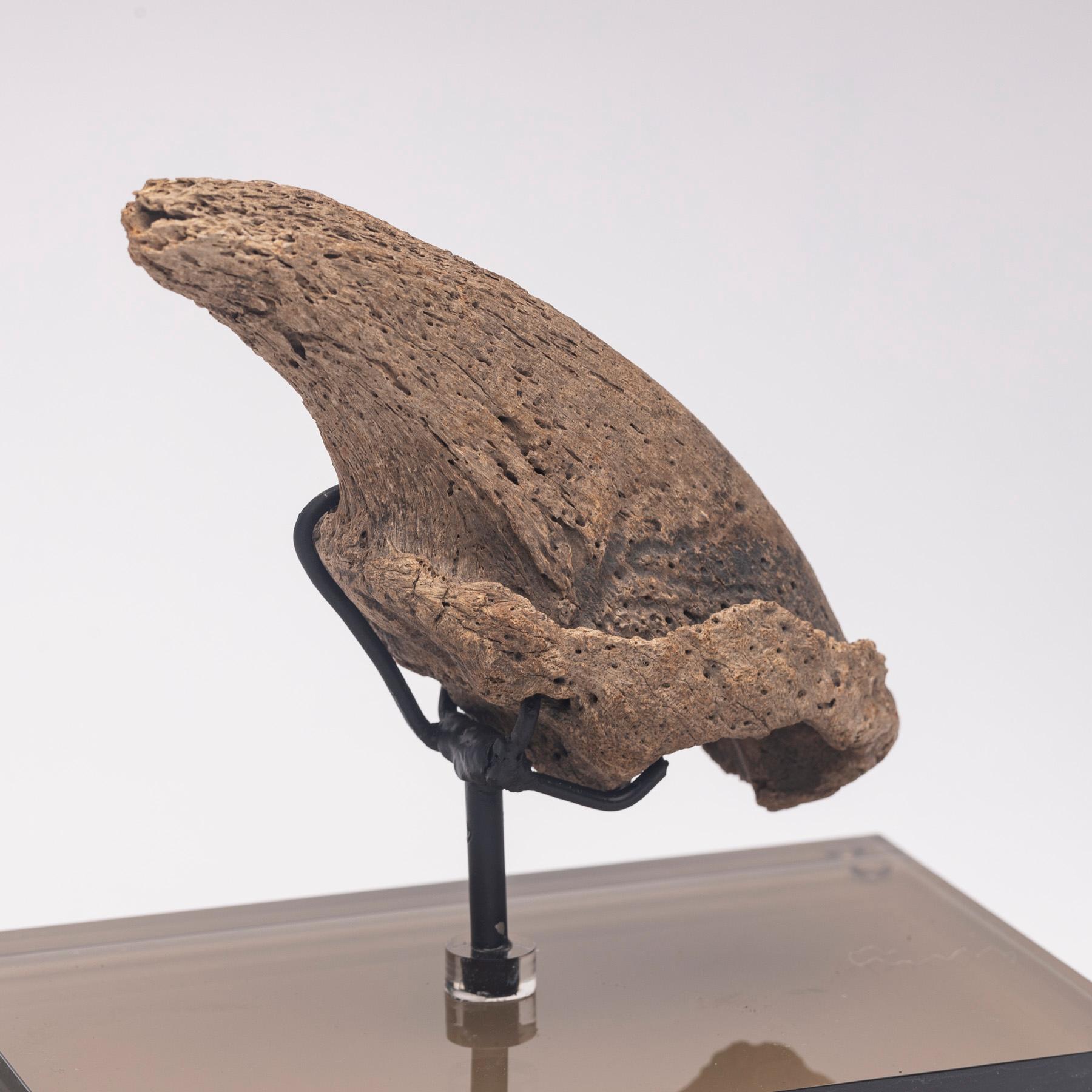 Seltene Fossil-Schalklaue aus Florida, Pliocene-Periode auf maßgefertigtem Acrylgehäuse im Angebot 3