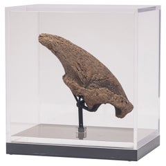 Rare griffe de palourde fossile de Floride, période Pliocene, sur étui en acrylique personnalisé