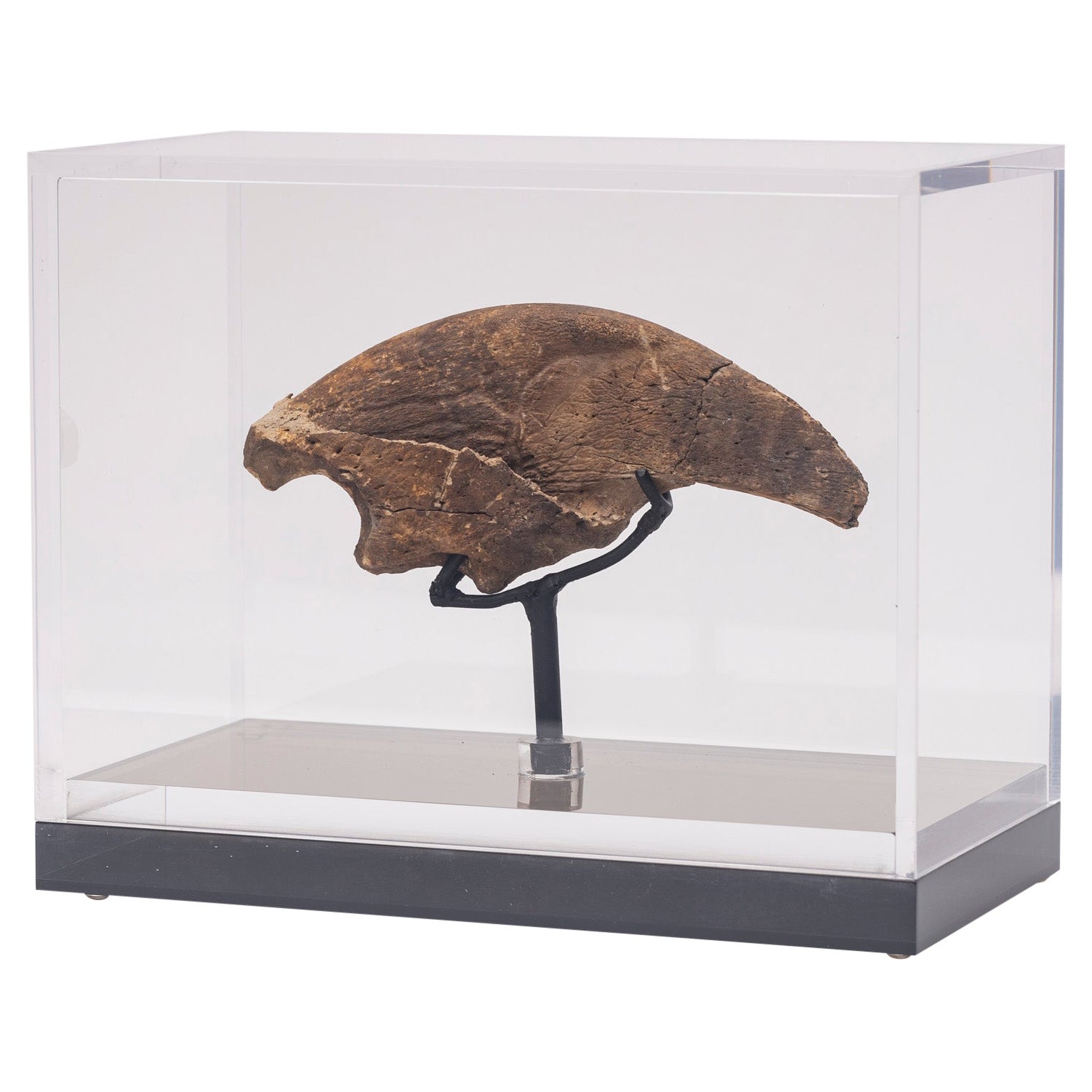 Seltene Fossil-Schalklaue aus Florida, Pliocene-Periode auf maßgefertigtem Acrylgehäuse