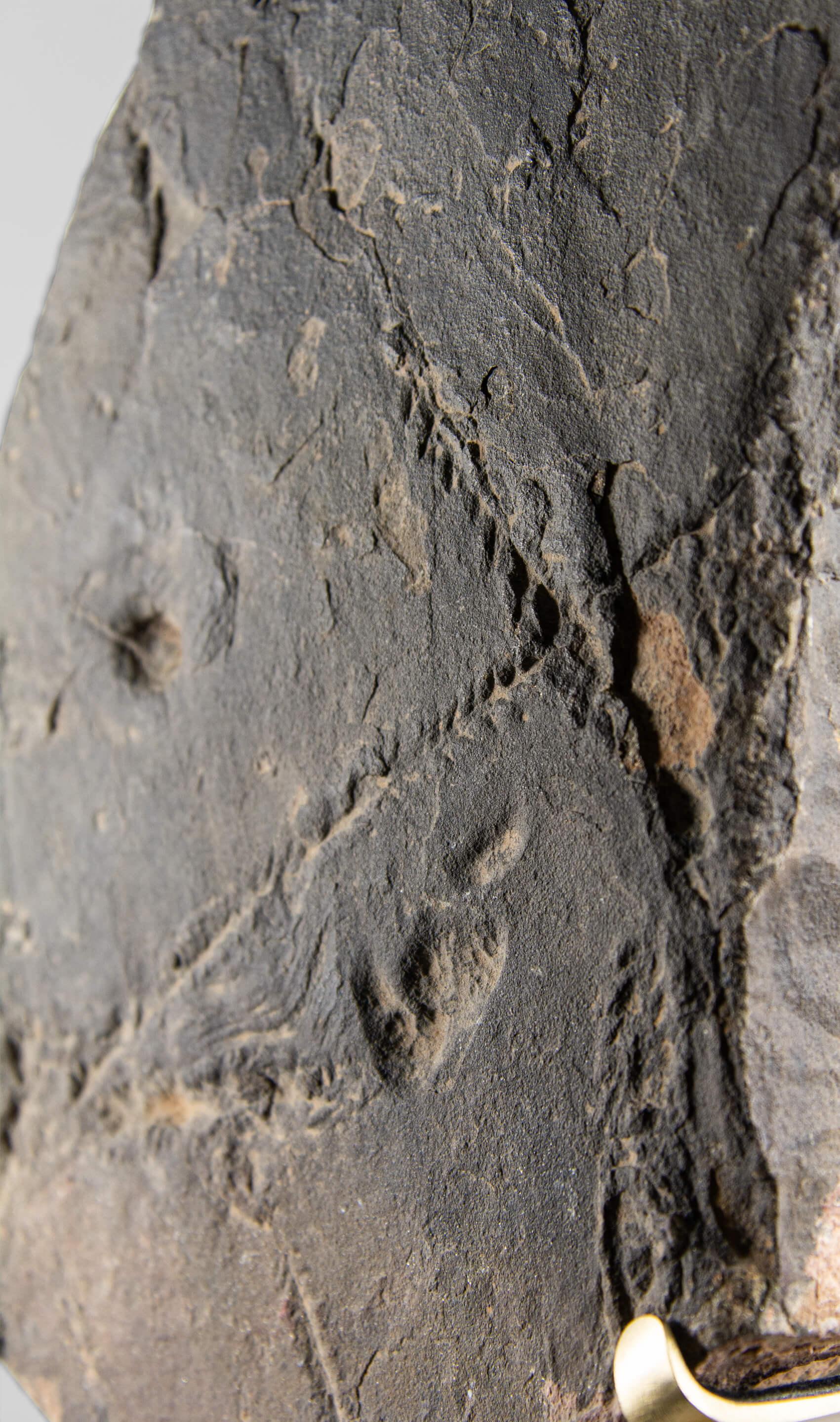 Seltene Fossil Trilobite Tracks Surmounted Geätzte Messing Stand im Angebot 1