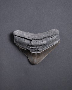 Seltener versteinerter Backenzahn eines prähistorischen Hais, Megalodon