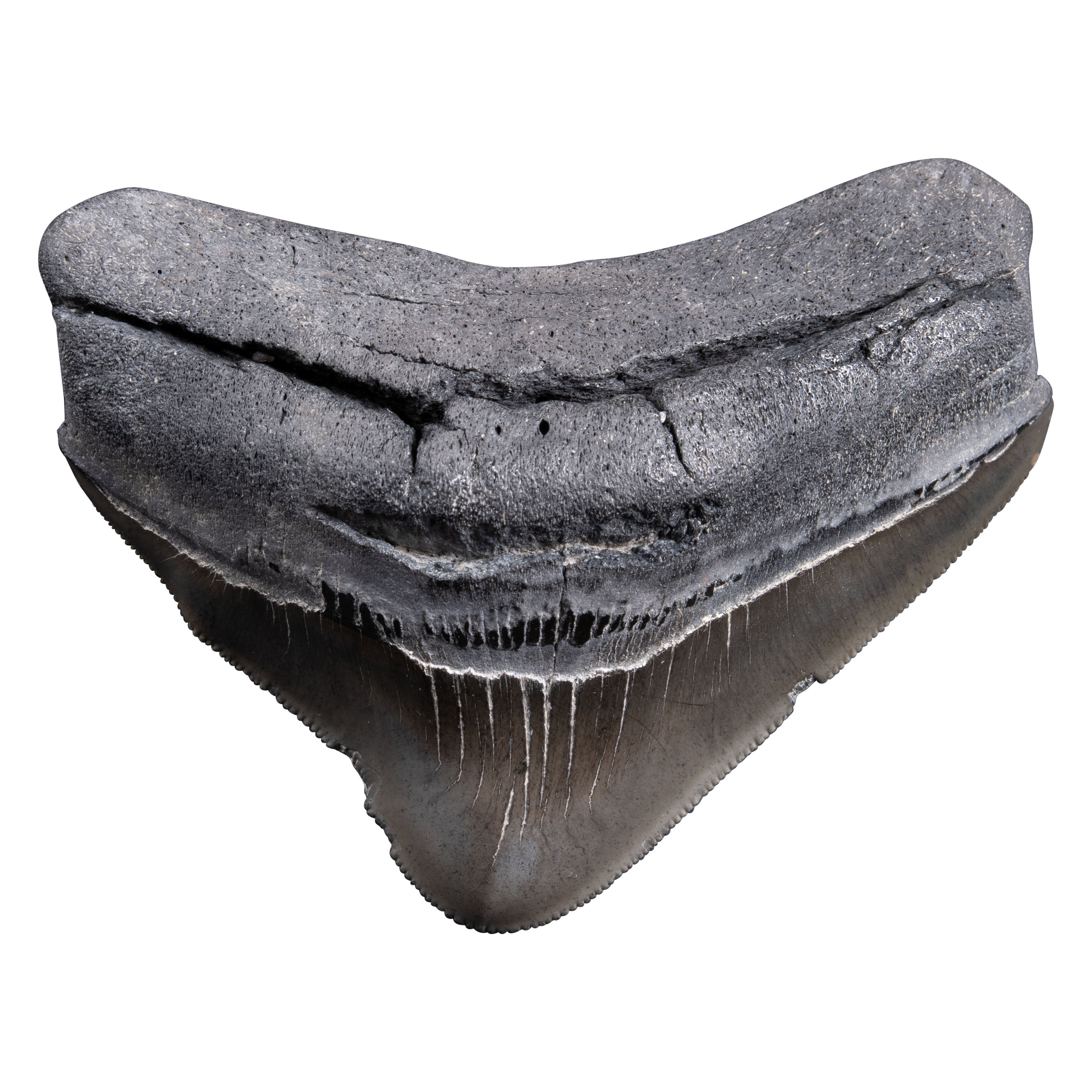 Seltener versteinerter Backenzahn eines prähistorischen Hais, Megalodon