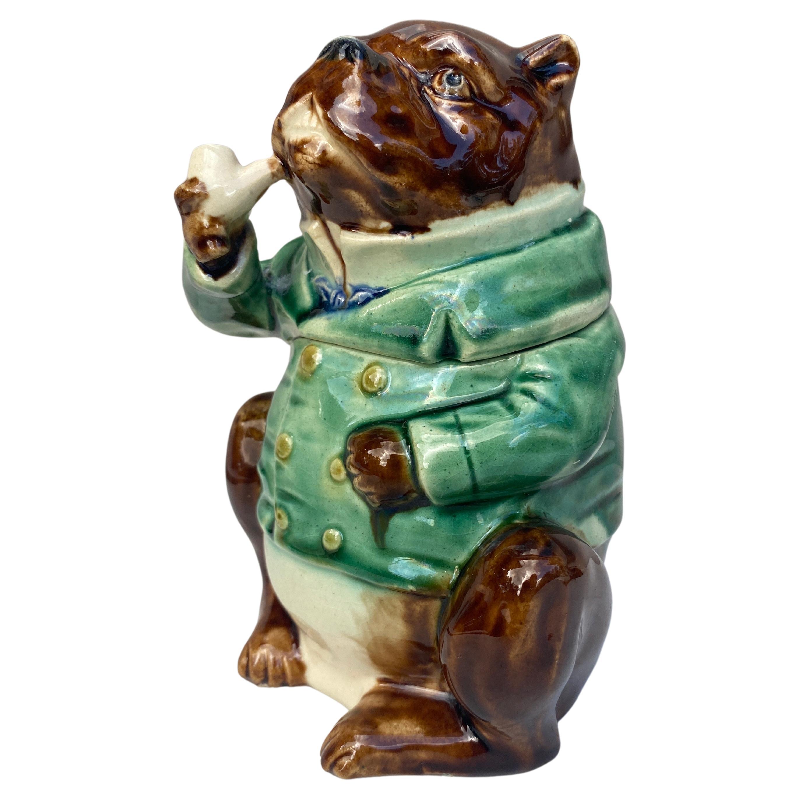 Rare French Majolica bulldog wearing a green jacket tobacco jar circa 1890.