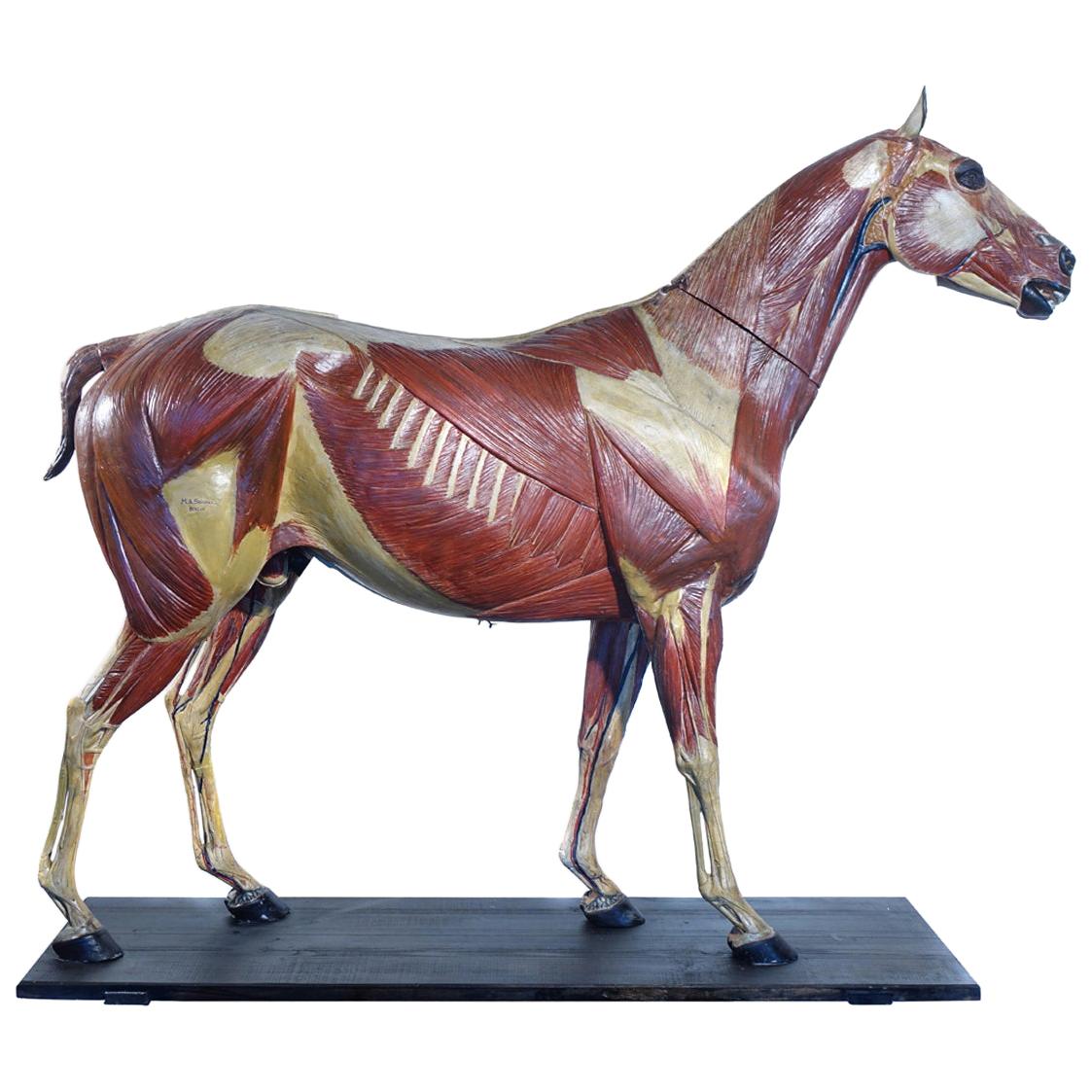 Rare modèle allemand des années 1800 d'un cheval anatomique, signé A.M.Sommer