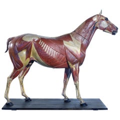 Used Rare German 1800s Anatomical Horse Model, Signed A.M.Sommer