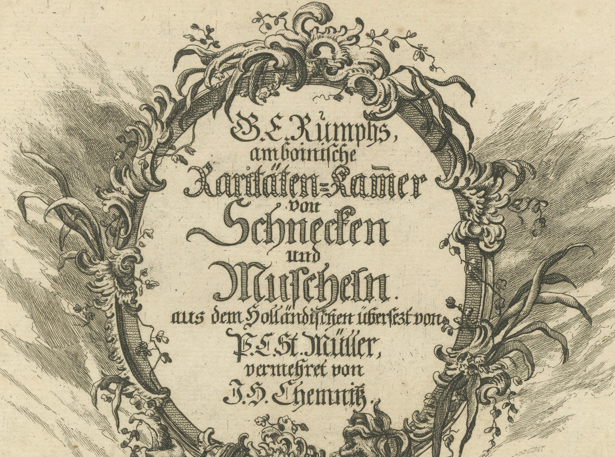 Engraved Rare German Frontispiece of Rumphius Cabinet of Curiosities, 1765 For Sale