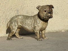 Rare Geschützt Vienna Bronze, Bulldog