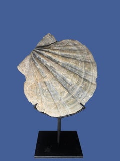 RARE - Gigantopecten Natural Fossil Shell from Austria