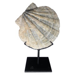 RARE - Gigantopecten Natural Fossil Shell from Austria