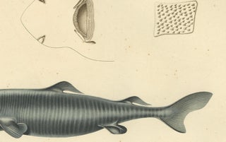 Rare Hand-Colored Antique Engraving of A Greenland Shark, 1842, view 6